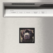 Newfoundland dog fridge magnet (Insitu (Vaatwasser))