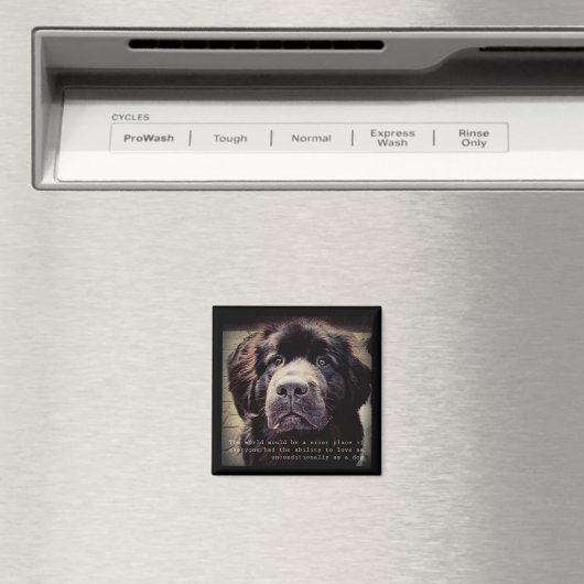 Newfoundland dog fridge magnet (Insitu (Vaatwasser))