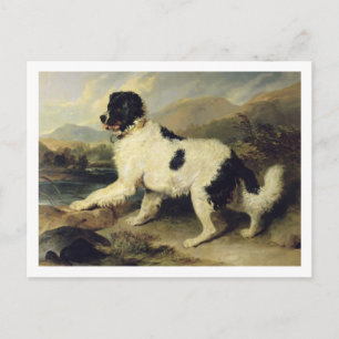 Newfoundland Dog genaamd Lion, 1824 (olie op doek) Briefkaart