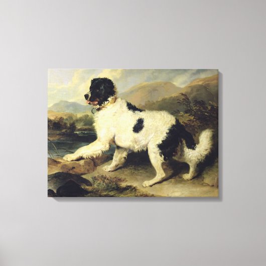 Newfoundland Dog genaamd Lion, 1824 (olie op doek) Canvas Afdruk (Voorkant)