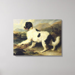 Newfoundland Dog genaamd Lion, 1824 (olie op doek) Canvas Afdruk