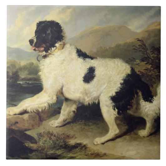 Newfoundland Dog genaamd Lion, 1824 (olie op doek) Tegeltje (Voorkant)