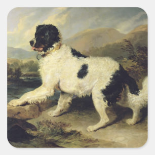 Newfoundland Dog genaamd Lion, 1824 (olie op doek) Vierkante Sticker