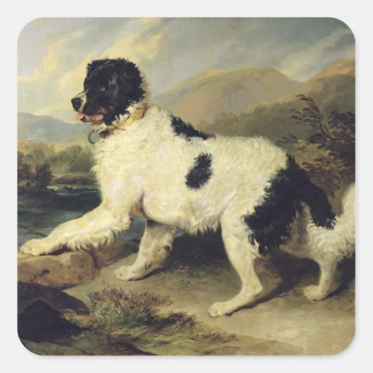 Newfoundland Dog genaamd Lion, 1824 (olie op doek) Vierkante Sticker (Voorkant)