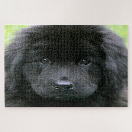 Newfoundland Dog. Legpuzzel (Horizontaal)