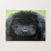 Newfoundland Dog. Legpuzzel (Horizontaal)