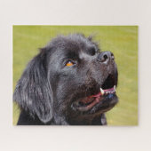 Newfoundland Dog. Legpuzzel (Horizontaal)