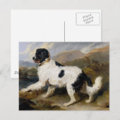Newfoundland Dog Painting Briefkaart (Voorkant / Achterkant)