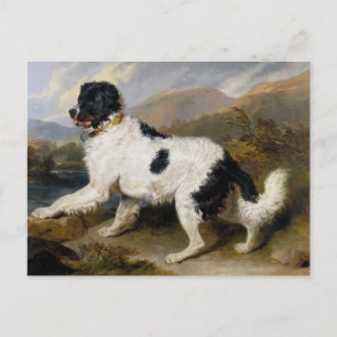 Newfoundland Dog Painting Briefkaart
