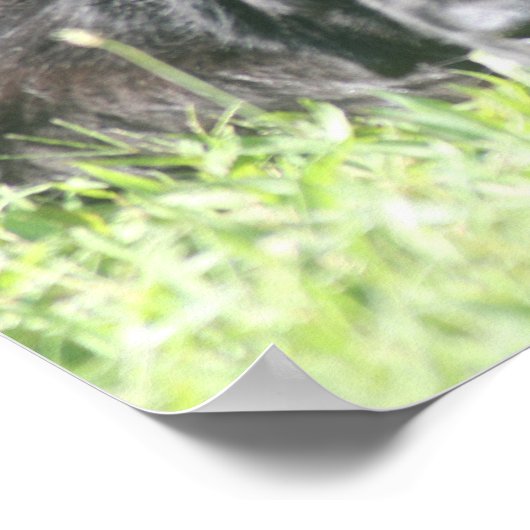 Newfoundland Dog Photo Print (Hoek)