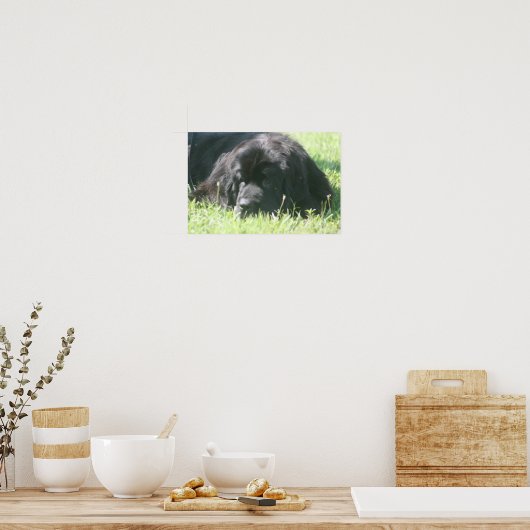 Newfoundland Dog Photo Print (Keuken)