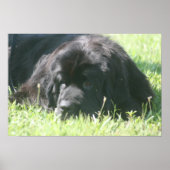 Newfoundland Dog Photo Print (Voorkant)