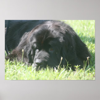Newfoundland Dog Photo Print
