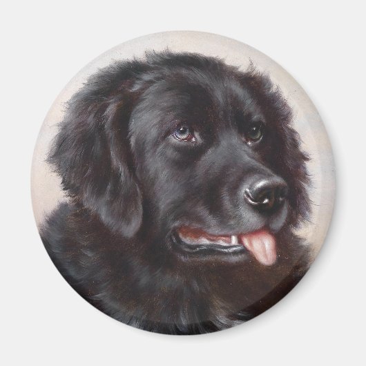 Newfoundland Dog Portrait Magneet (Voorkant)