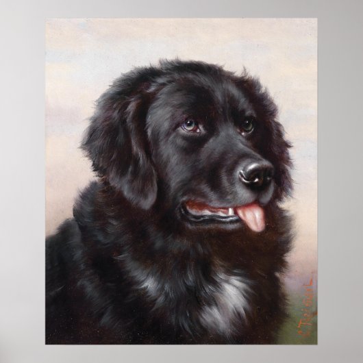 Newfoundland Dog Portrait Poster (Voorkant)