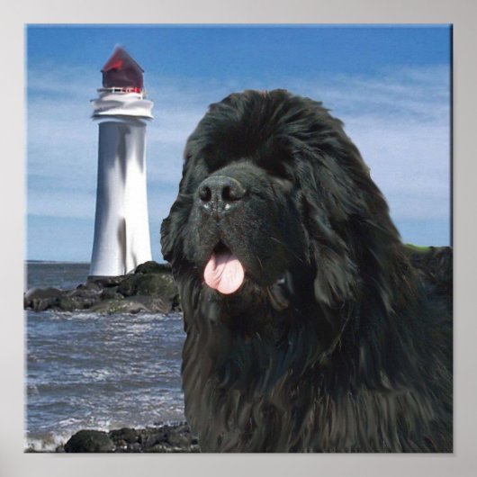 Newfoundland Dog Portrait Poster (Voorkant)