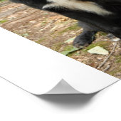 Newfoundland Dog Poster (Hoek)