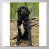Newfoundland Dog Poster (Voorkant)