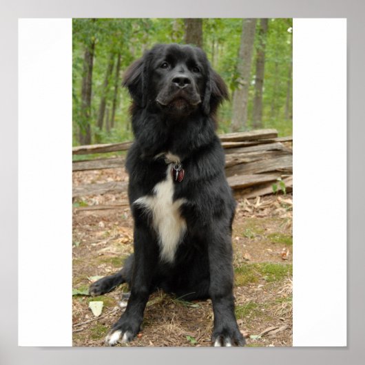 Newfoundland Dog Poster (Voorkant)