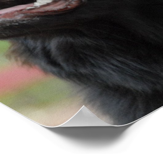 Newfoundland Dog Poster (Hoek)