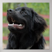 Newfoundland Dog Poster (Voorkant)