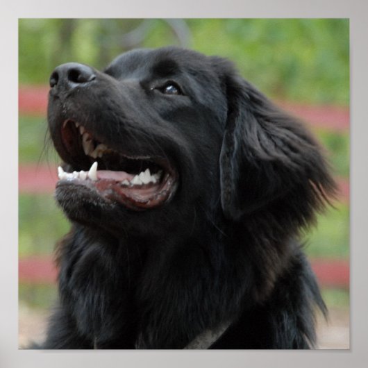 Newfoundland Dog Poster (Voorkant)