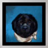 Newfoundland Dog Poster (Voorkant)