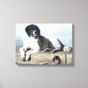 Newfoundland Dog  schilderen Canvas Afdruk