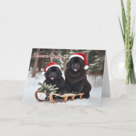Newfoundland Dogs op een Sled Christmas Kaart