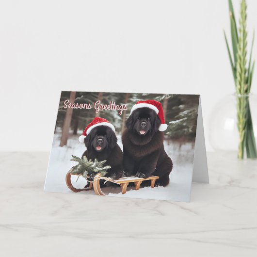 Newfoundland Dogs op een Sled Christmas Kaart (Voorkant)