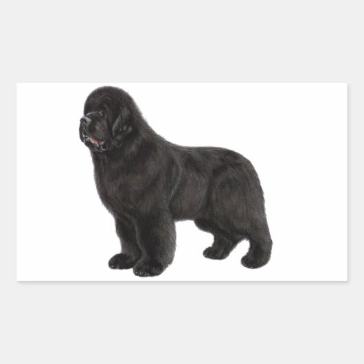 Newfoundland Hond Houtskool Tekening Rechthoekige Sticker (Voorkant)