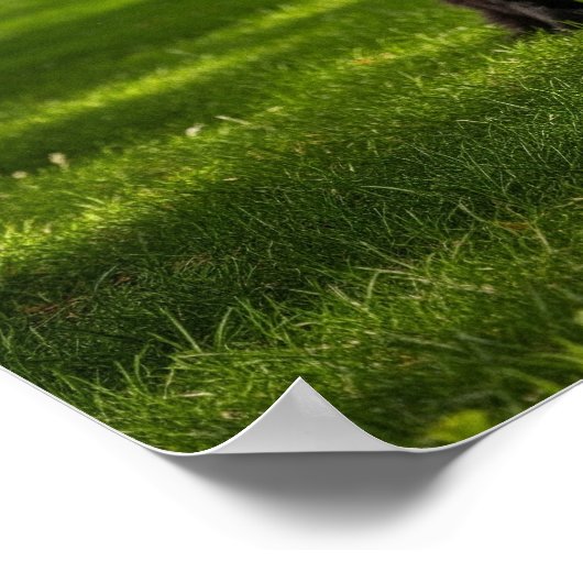 Newfoundland hond met frisbee poster (Hoek)