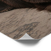 Newfoundland hond ontspannen poster (Hoek)