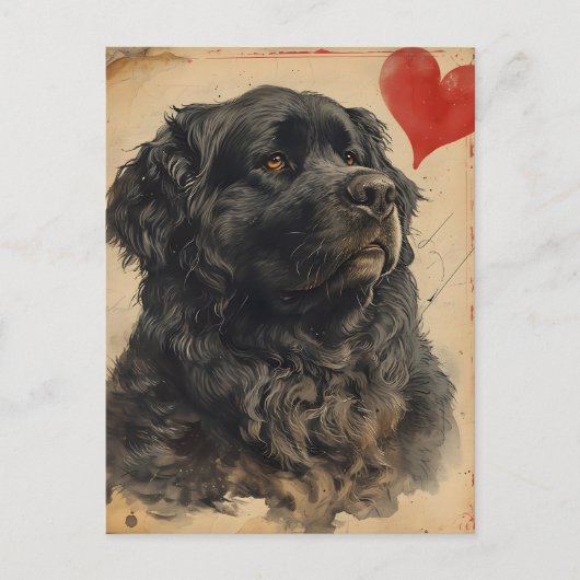 Newfoundland hond  Valentijnsdag Briefkaart (Voorkant)