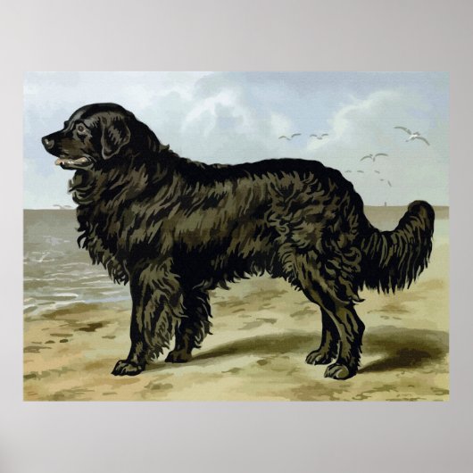 Newfoundland, hondentekening van hoge kwaliteit poster (Voorkant)