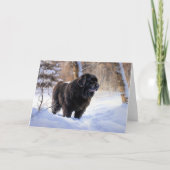 Newfoundland laat het sneeuwen Kerstmis Kaart (Voorkant)