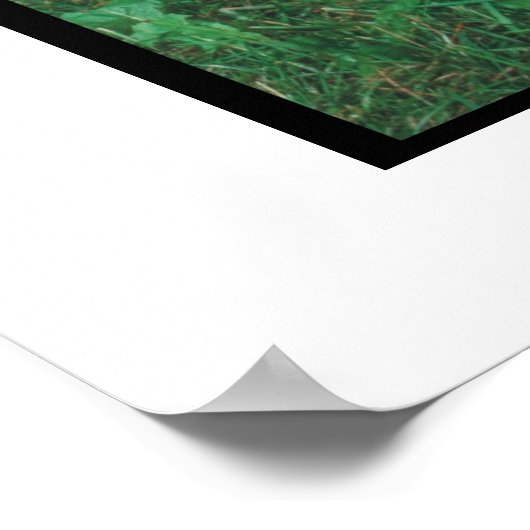 Newfoundland Landseer & Puppy Poster (Hoek)