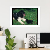 Newfoundland Landseer & Puppy Poster (Thuiskantoor)