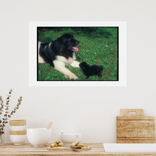 Newfoundland Landseer & Puppy Poster (Keuken)