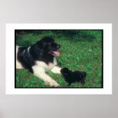 Newfoundland Landseer & Puppy Poster (Voorkant)
