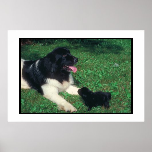 Newfoundland Landseer & Puppy Poster (Voorkant)