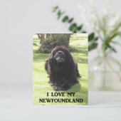 Newfoundland love w pic.png briefkaart (Staand voorkant)