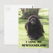 Newfoundland love w pic.png briefkaart (Voorkant / Achterkant)