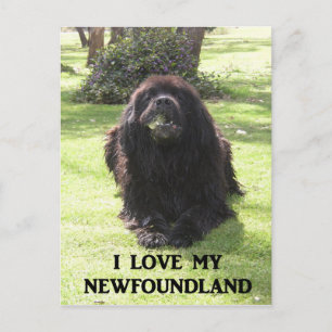 Newfoundland love w pic.png briefkaart