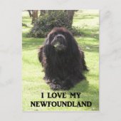 Newfoundland love w pic.png briefkaart (Voorkant)