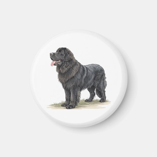 Newfoundland Magneet (Voorkant)