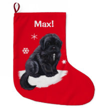 Newfoundland met kerstnaam  Red