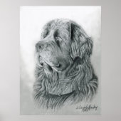 Newfoundland Portrait Poster (Voorkant)