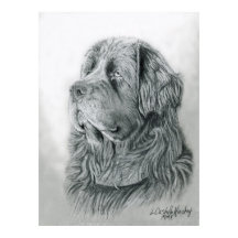 Newfoundland Portrait Poster