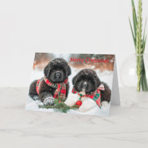 Newfoundland Puppies in Sneeuwkerst Kaart